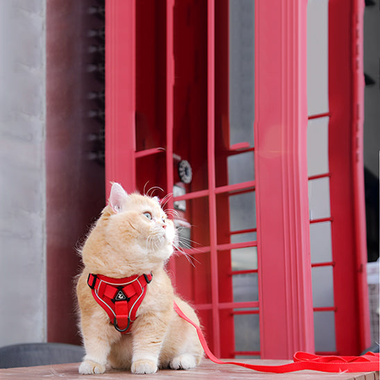 Anti-Escape Cat Harness with Reflective Details and Leash