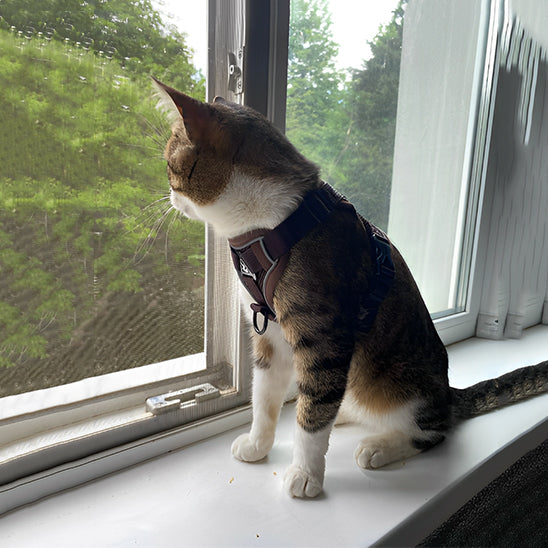 Anti-Escape Cat Harness with Reflective Details and Leash