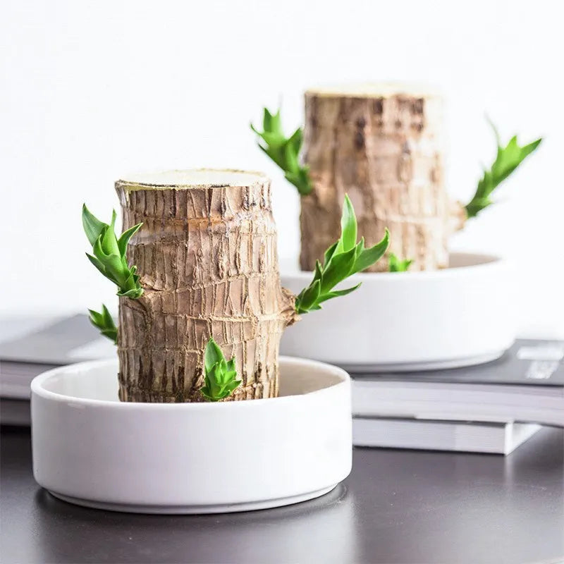 Lucky Wood Terrarium Plant with Easy Indoor Care and Decorative Appeal