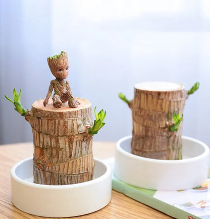Lucky Wood Terrarium Plant with Easy Indoor Care and Decorative Appeal