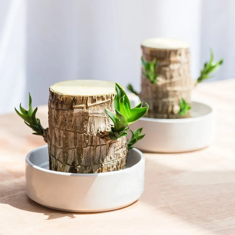 Lucky Wood Terrarium Plant with Easy Indoor Care and Decorative Appeal